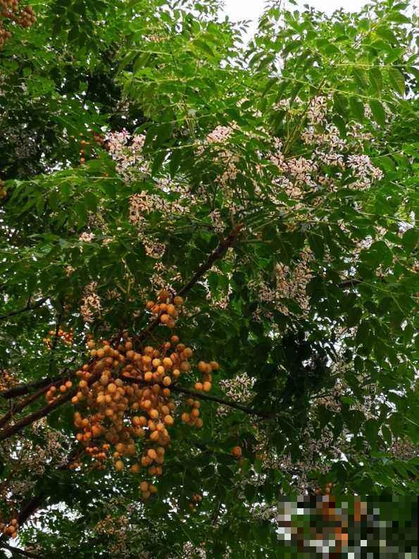 3种绿化常用花,这么眼熟你却不认识? 3种绿化常用花,这么眼熟你却不认识?