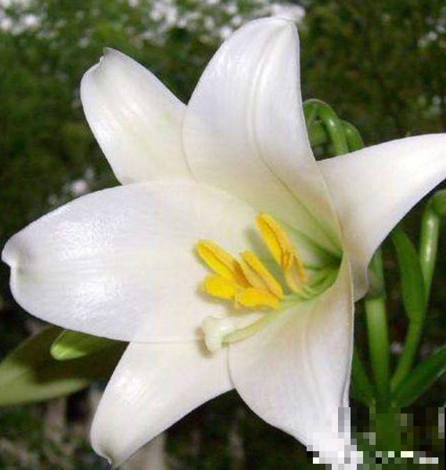 百合花品种那么多,这些中国原生百合,你见过几种? 百合花品种那么多,这些中国原生百合,你见过几种?