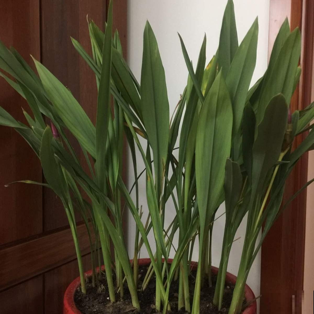 中药里珍贵的莪术，养在花盆里很好看，又省大钱了！