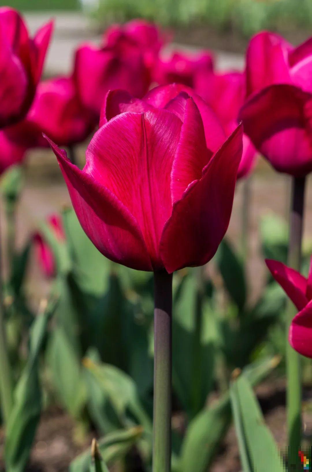 白胖的“大蒜”埋土里,1个月就开花,香味清新淡雅有格调! 白胖的“大蒜”埋土里,1个月就开花,香味清新淡雅有格调!