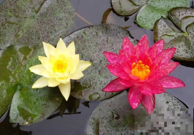 这花是佛教名花，出尘脱俗，见花保吉祥！