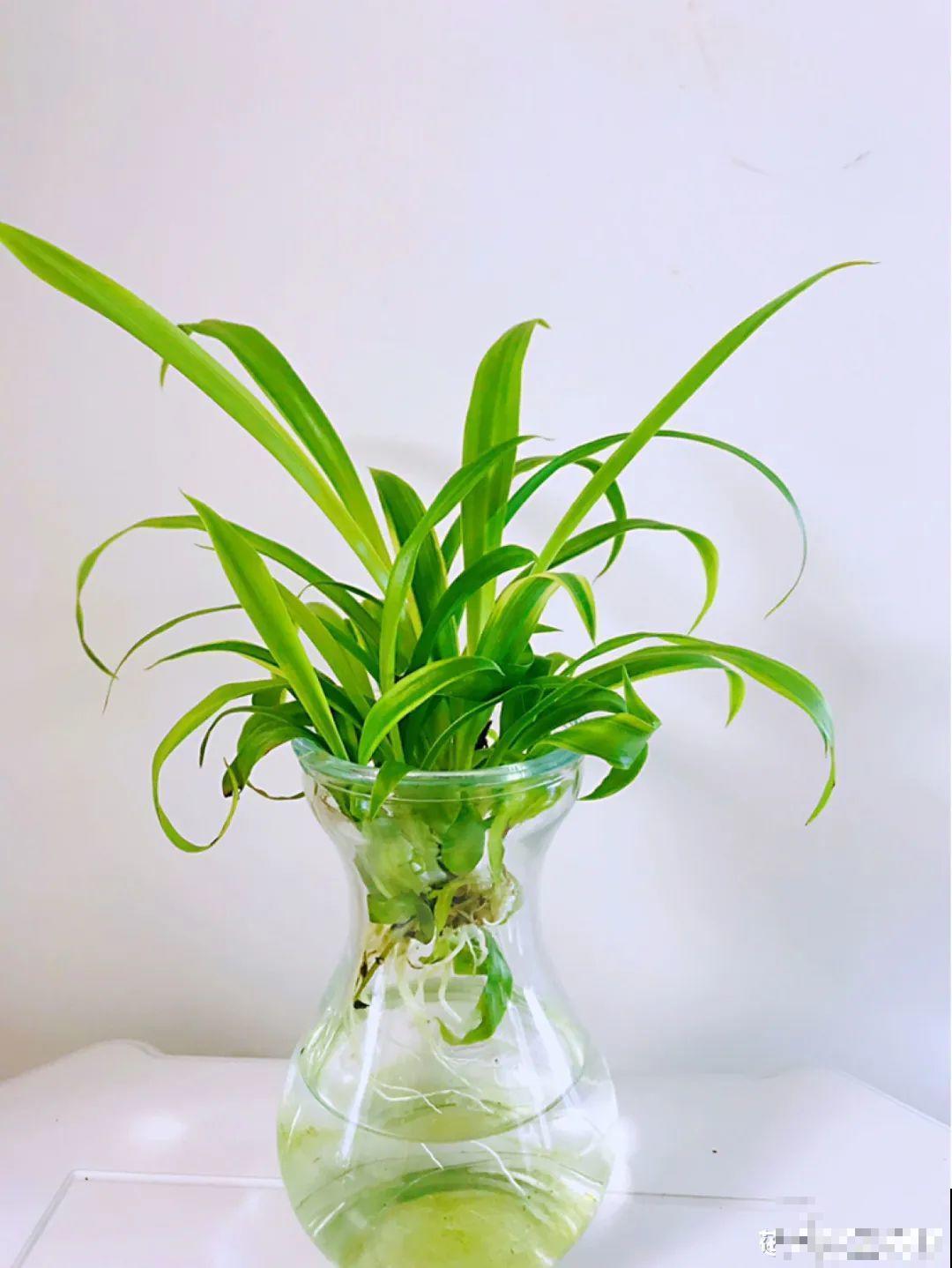 夏天水培植物,一杯水就够了,越养越爆盆 夏天水培植物,一杯水就够了,越养越爆盆