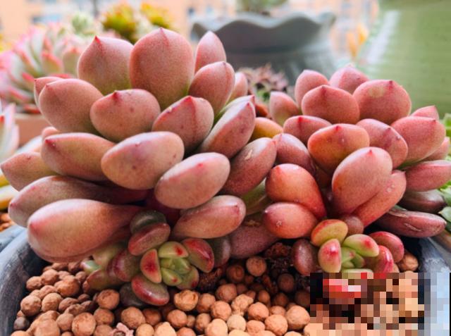 多肉快速爆盆法，撸几片叶子，放着不管都变胖！