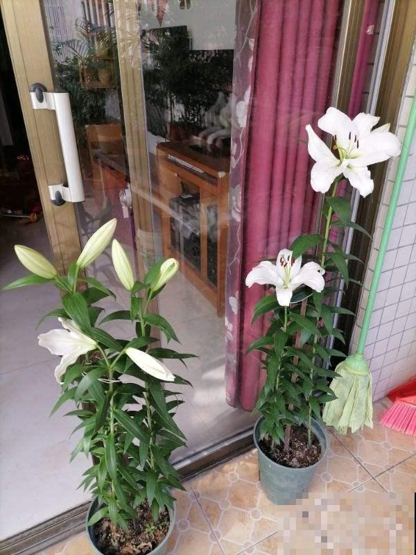 矮壮素是个好东西，养花美观离不开，一点点就能紧凑成花球！