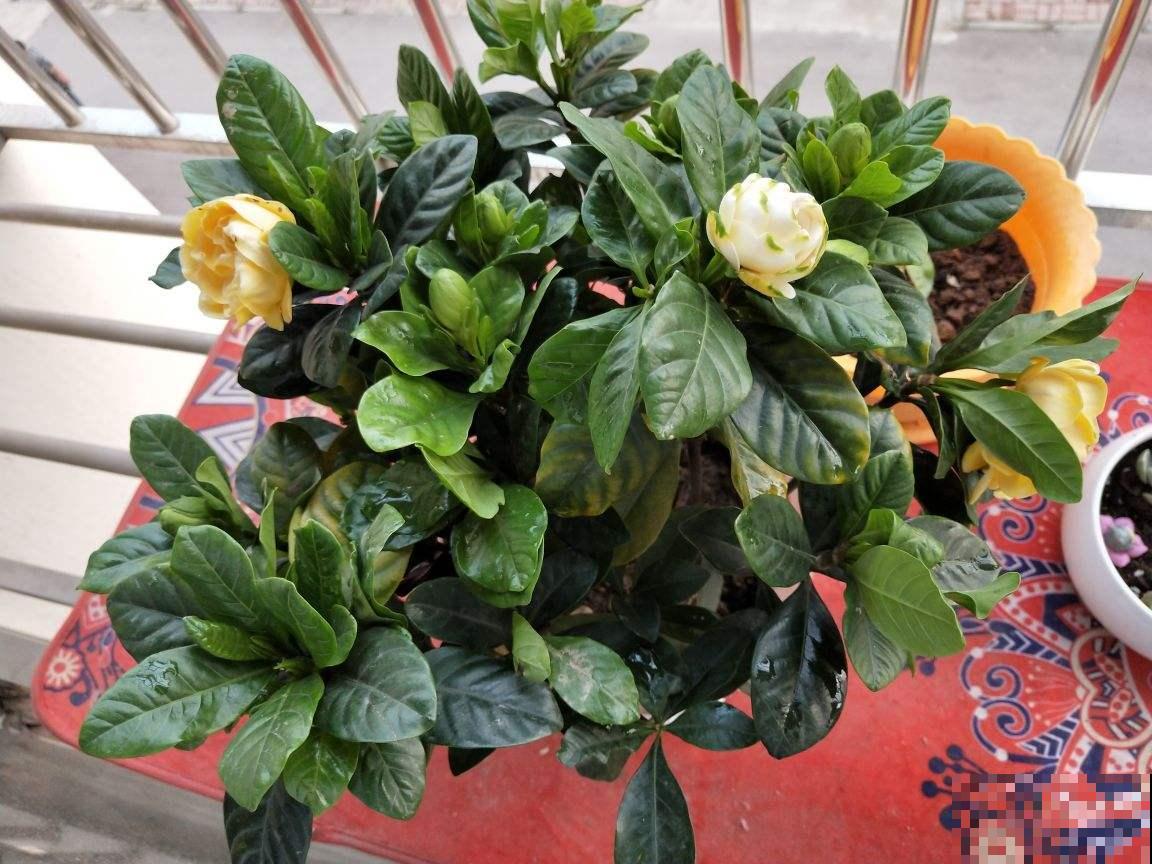 土里撒点粉末,碱性变酸性,花朵蹭蹭开不黄叶 土里撒点粉末,碱性变酸性,花朵蹭蹭开不黄叶