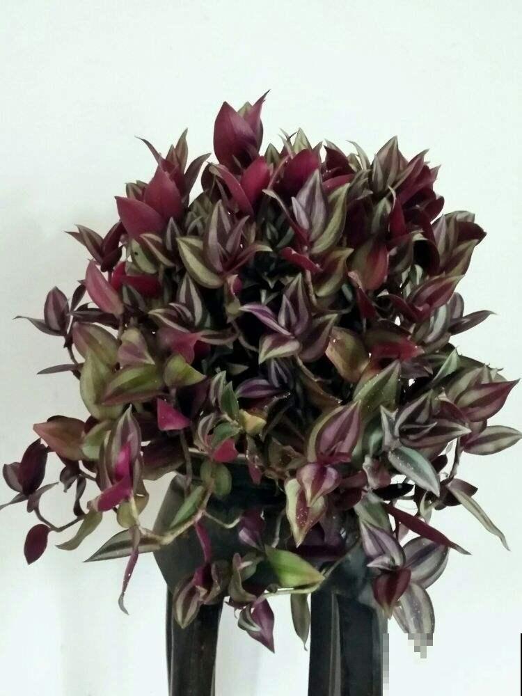 晾衣杆上养盆蓝雪花，花呼呼长，活像一片花窗帘