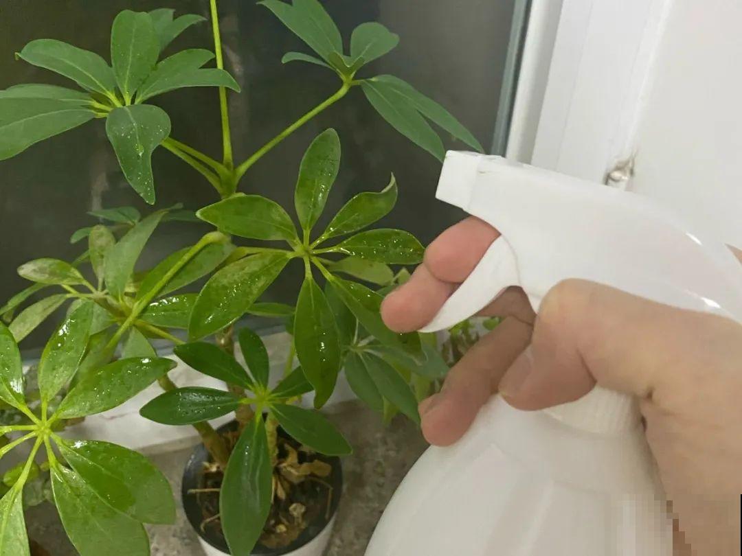 5种“有毒”水，千万不能浇花，浇一盆死一盆！