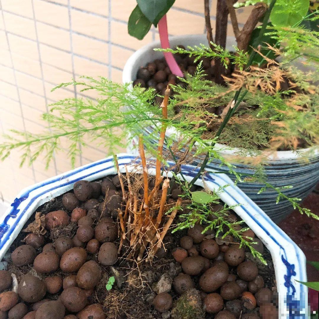 12种花,天越热越长得快,记得多浇水! 12种花,天越热越长得快,记得多浇水!