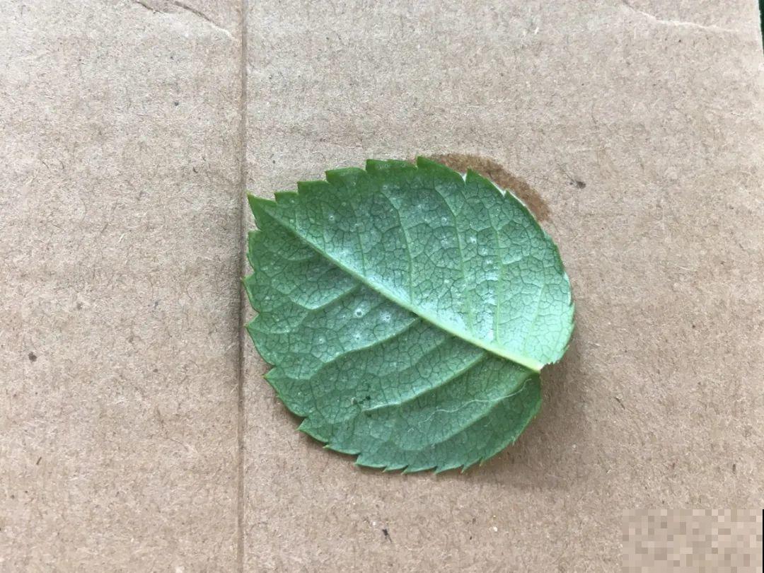 自制杀菌水、杀虫水，3天给花喷一次，虫病全扫光！