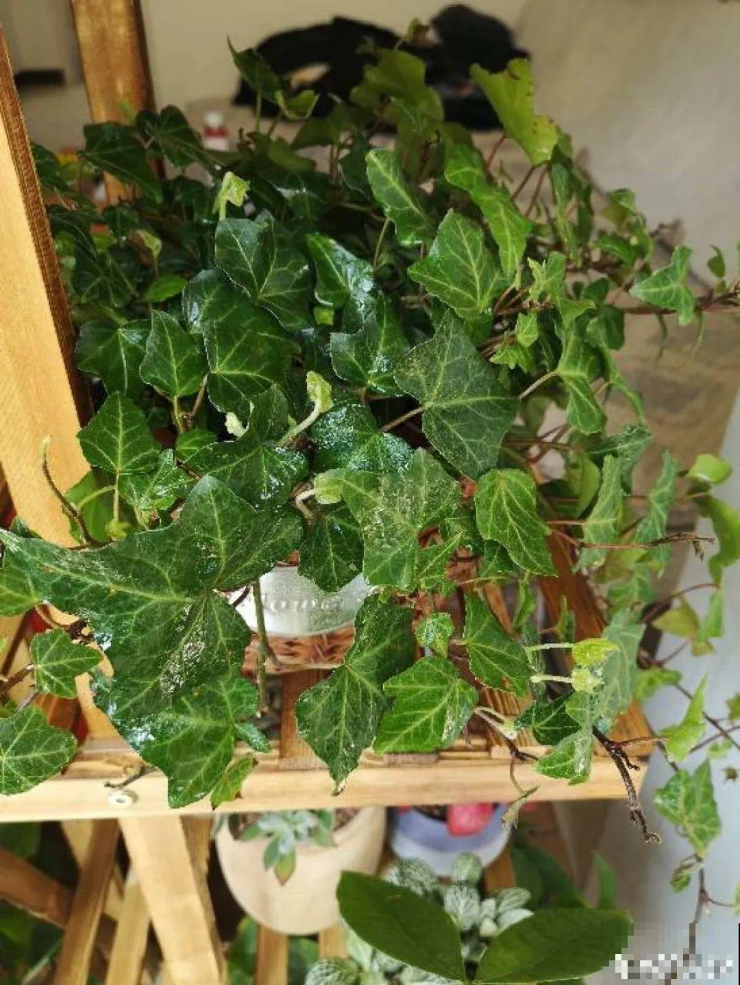 6种花就是磨人精,再也不想养了,累感不爱! 6种花就是磨人精,再也不想养了,累感不爱!