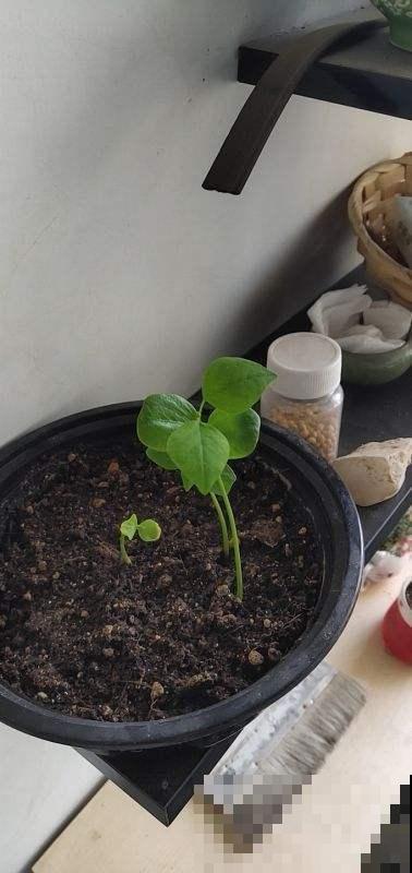 花盆里种点木耳菜,吃起来比木耳还爽口,而且营养很丰富! 花盆里种点木耳菜,吃起来比木耳还爽口,而且营养很丰富!