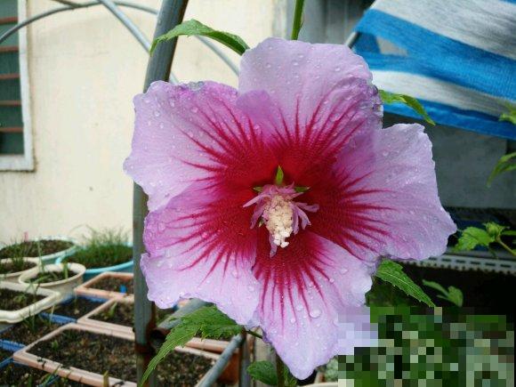 路边的木槿花开了,老人摘了一大筐,上锅蒸比肉还香! 路边的木槿花开了,老人摘了一大筐,上锅蒸比肉还香!