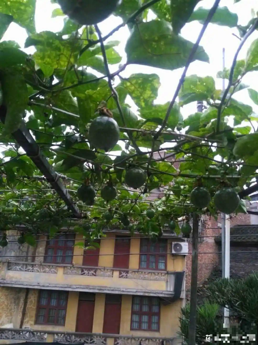 佛手瓜寓意好,家里养一棵,果子挂满枝头 佛手瓜寓意好,家里养一棵,果子挂满枝头