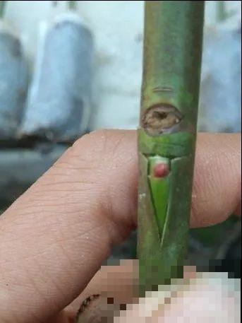 7月出梅，7月入伏，这些花赶紧收拾了！