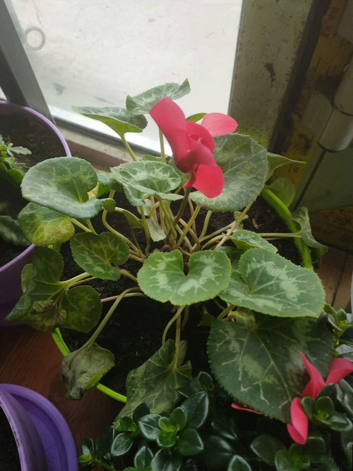 夏天这些花要休眠，不注意正确保护，明年一朵也不开！