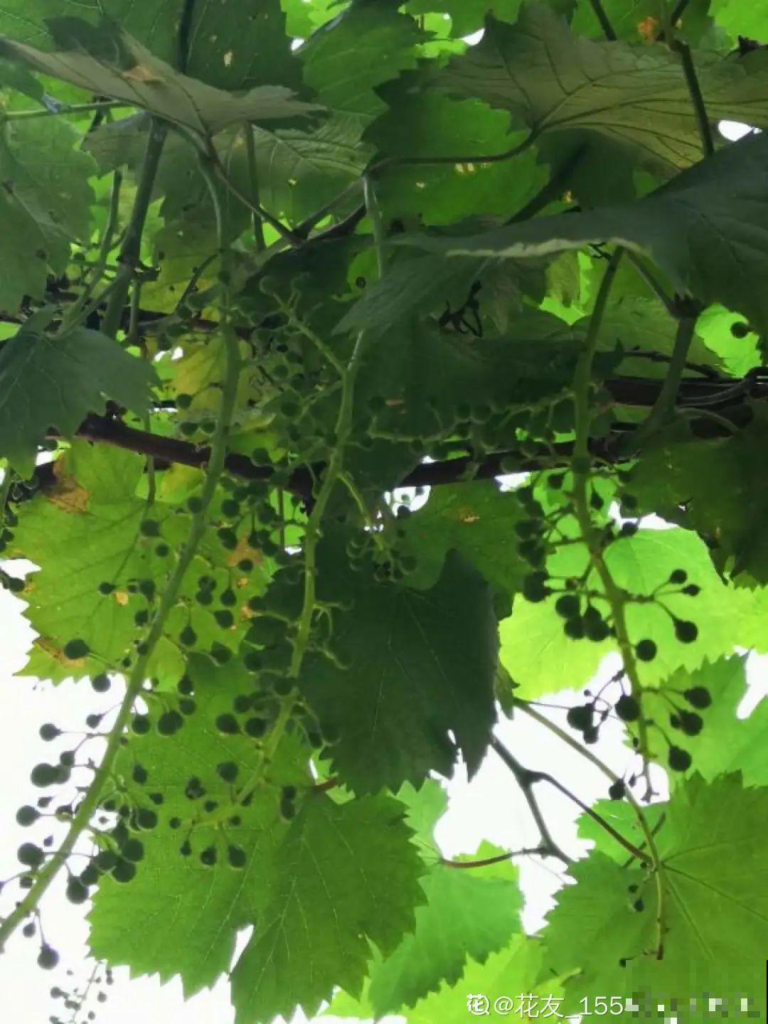 佛手瓜寓意好,家里养一棵,果子挂满枝头 佛手瓜寓意好,家里养一棵,果子挂满枝头