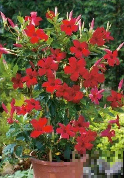 家里养盆红蝉花，夏天嗖嗖爬上墙，开花又大又多