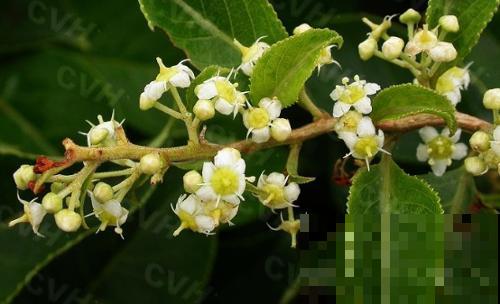 5种植物花粉有毒，不要摘下来闻，对身体不好！