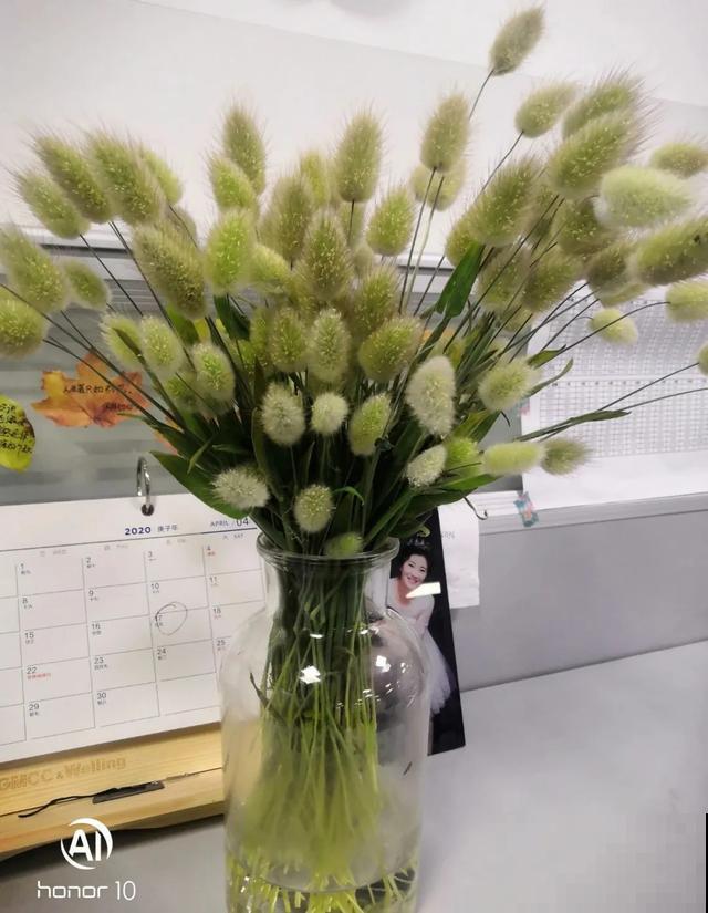 20块钱1把的花,城里人抢着要,农村特常见,别再花冤枉钱了! 20块钱1把的花,城里人抢着要,农村特常见,别再花冤枉钱了!