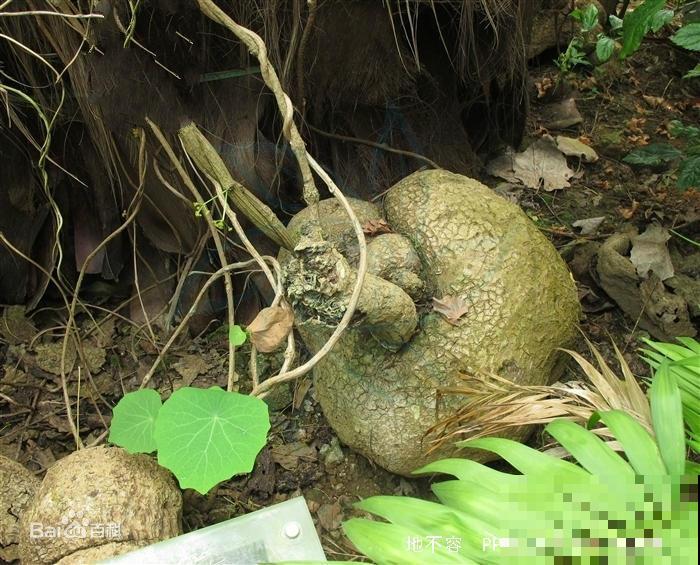 这花名叫山乌龟，叶子圆圆能聚财，种盆里比绿萝好看多了！