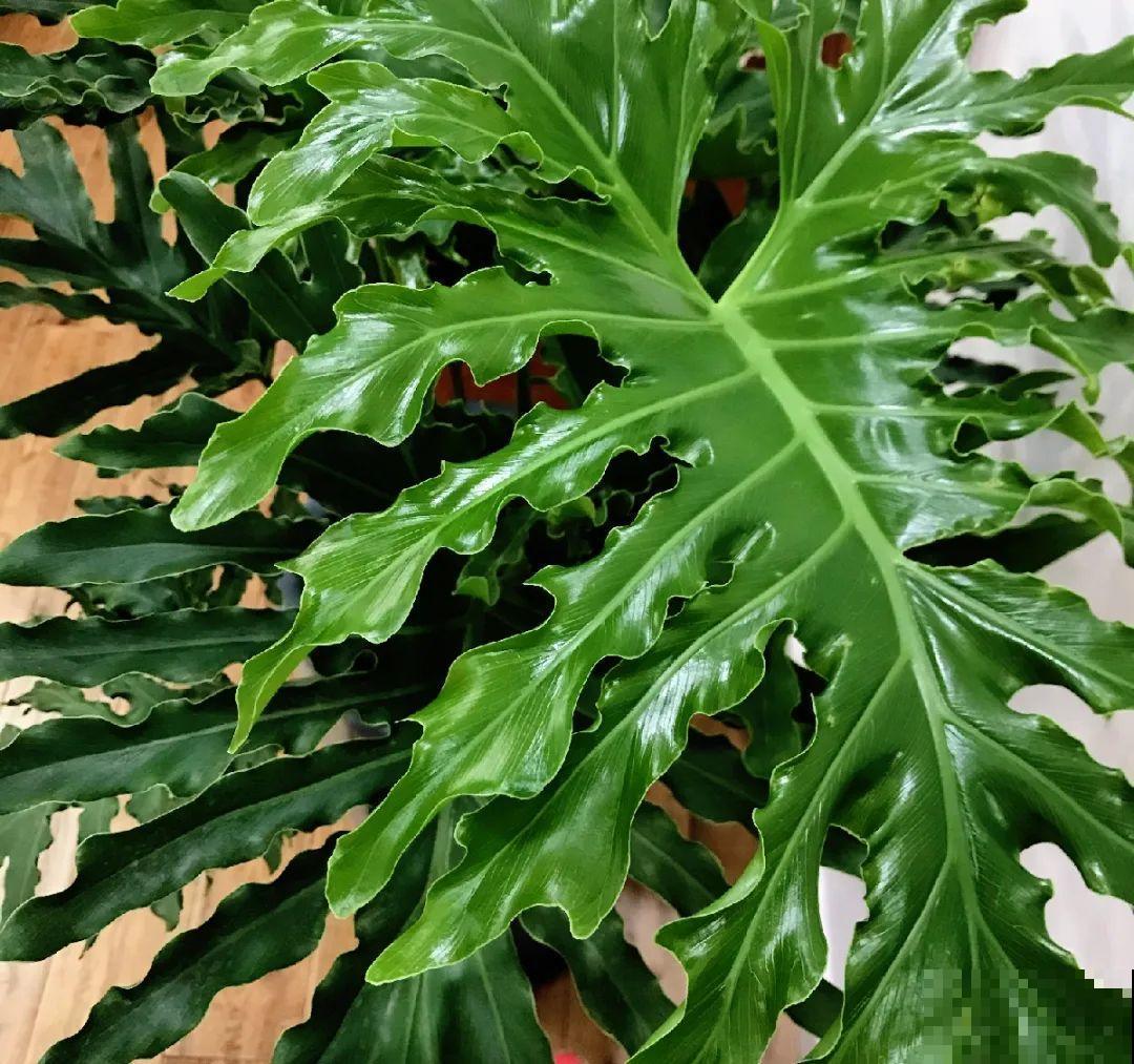 6种花不休眠，天热多浇水，才能长得快！