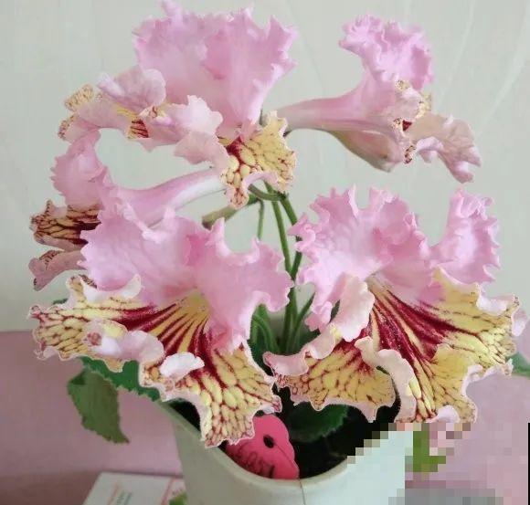 30种耐阴花，室内光照不佳，也能全年开花！