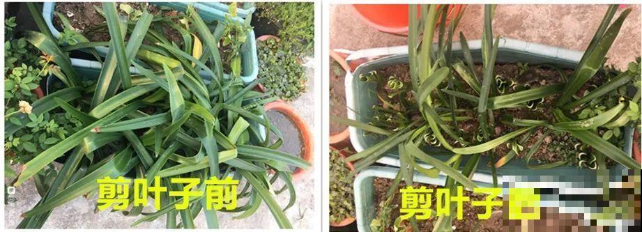 叶子唰啦全剪了，竟然冒出满盆花苞，神奇！