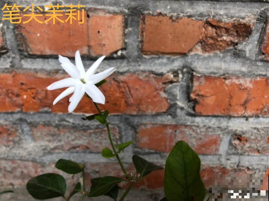 香水花和臭味花，一个香一个臭，千万别养错了！