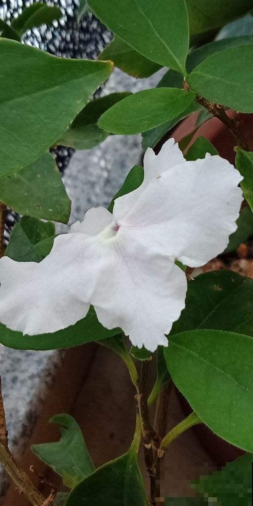 2种花一株能开双色，娇艳欲滴惹人爱，一般人没见过
