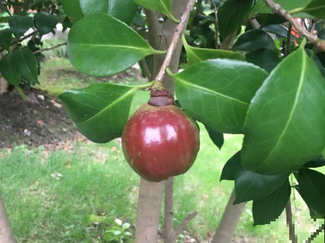 7月出梅，7月入伏，这些花赶紧收拾了！