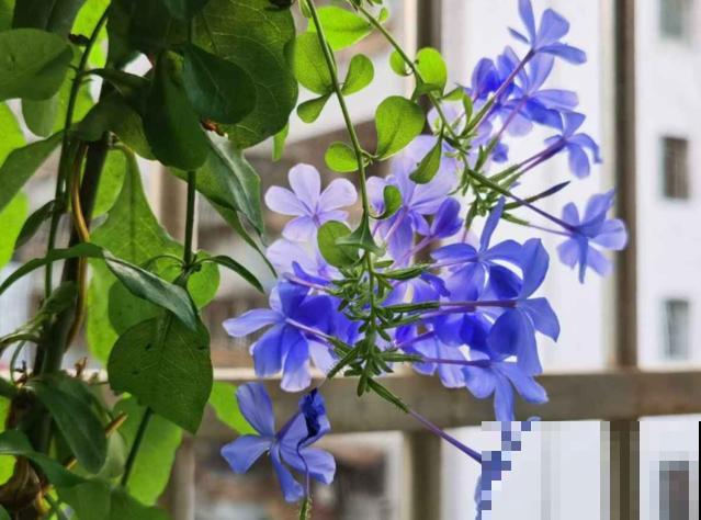 养花走火入魔，是种怎样的体验？