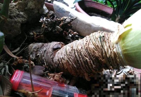 30年的君子兰,长出粗壮大老桩,砍还是不砍? 30年的君子兰,长出粗壮大老桩,砍还是不砍?