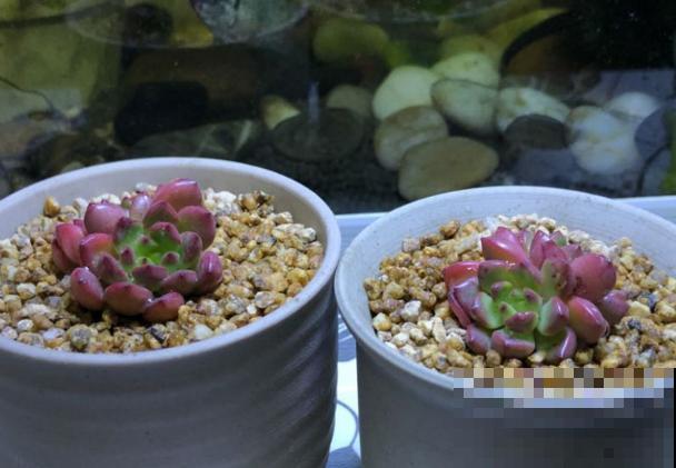 多肉半死不活不长个,可能是没有服盆,赶紧看看! 多肉半死不活不长个,可能是没有服盆,赶紧看看!