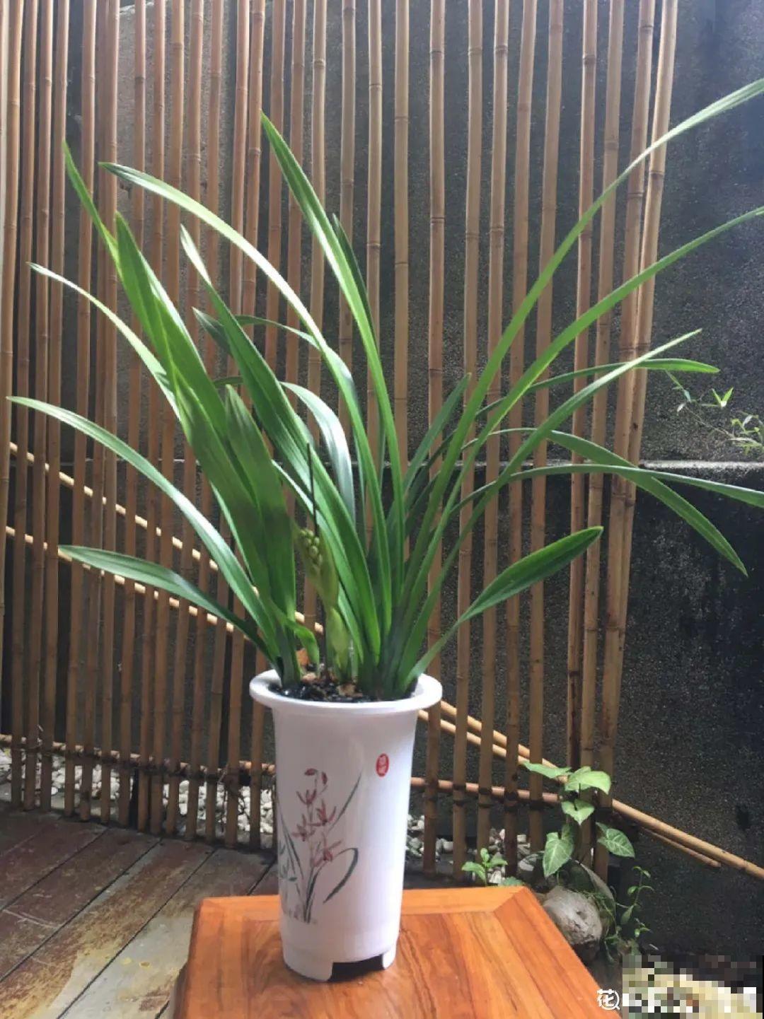 5种花盆养花,怪不得都死了,全是样子货! 5种花盆养花,怪不得都死了,全是样子货!