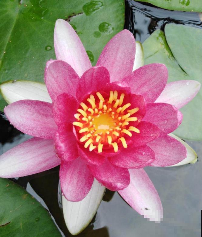 这花是佛教名花，出尘脱俗，见花保吉祥！