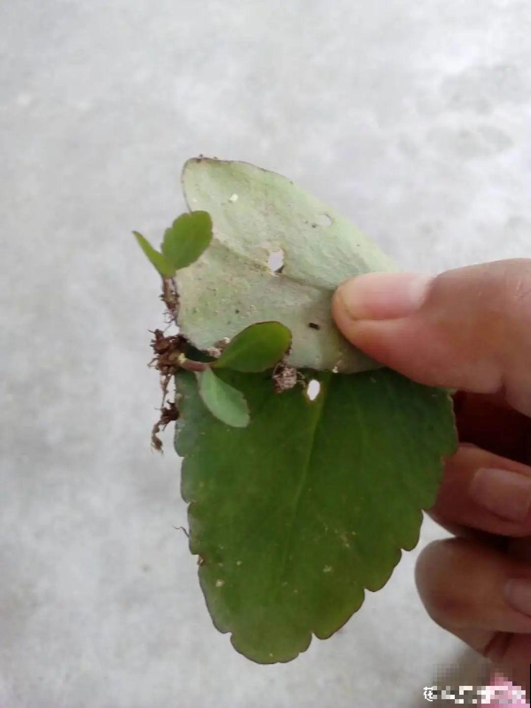 18种最好养的花大盘点，绿萝只能排倒第一！