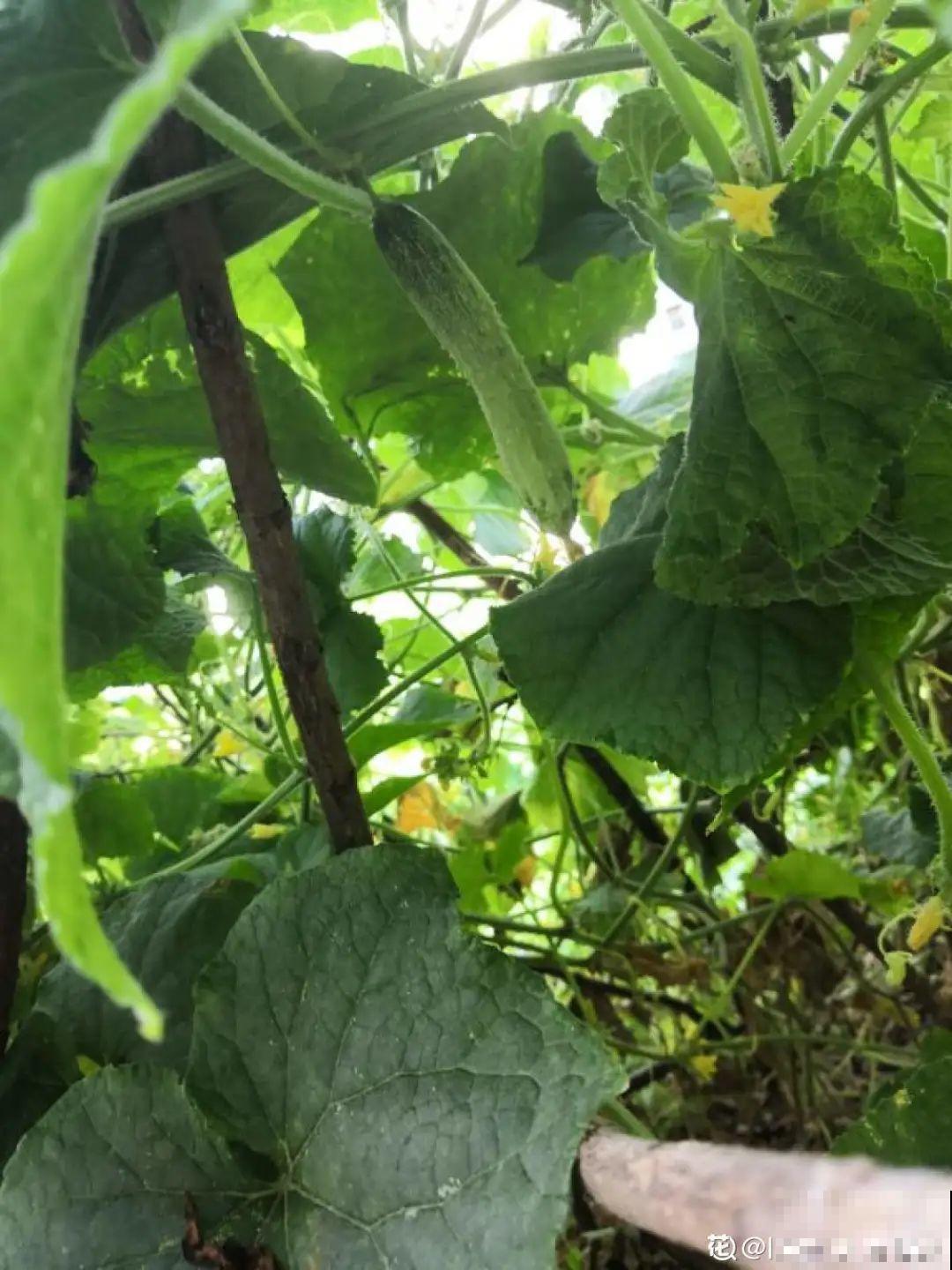 佛手瓜寓意好,家里养一棵,果子挂满枝头 佛手瓜寓意好,家里养一棵,果子挂满枝头