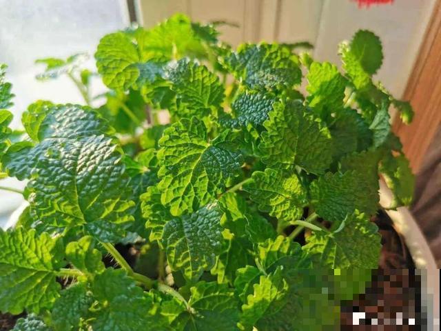 7种花插土里，立马长满院子，蚊虫不敢靠近！