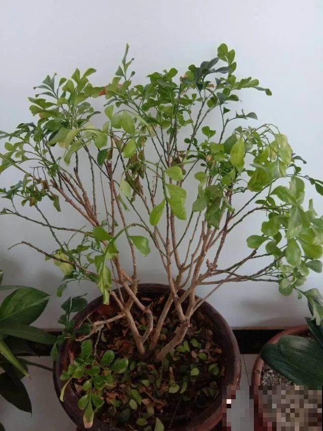 18种难养的花，把握一个点，就能起死回生！