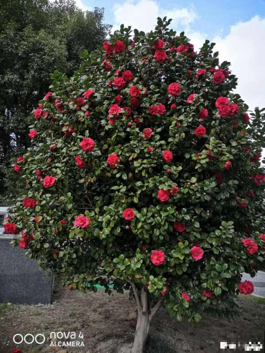 门口养棵大花树,风吹就开花,20年变成传家宝! 门口养棵大花树,风吹就开花,20年变成传家宝!