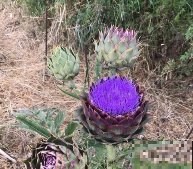 路边一种野菜，味道超级好吃，没想到开花也好看！