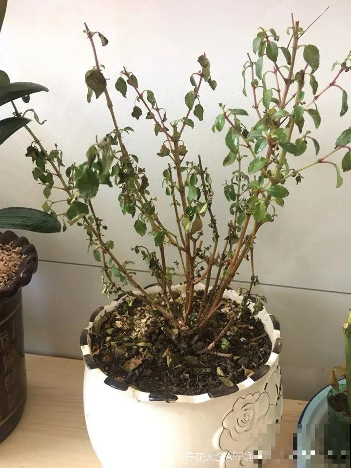 18种难养的花，把握一个点，就能起死回生！