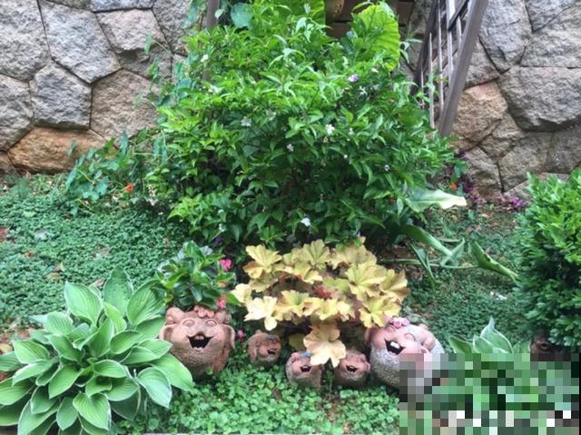 花盆里摆了它,更有趣、更新奇,邻居来了想搬走! 花盆里摆了它,更有趣、更新奇,邻居来了想搬走!