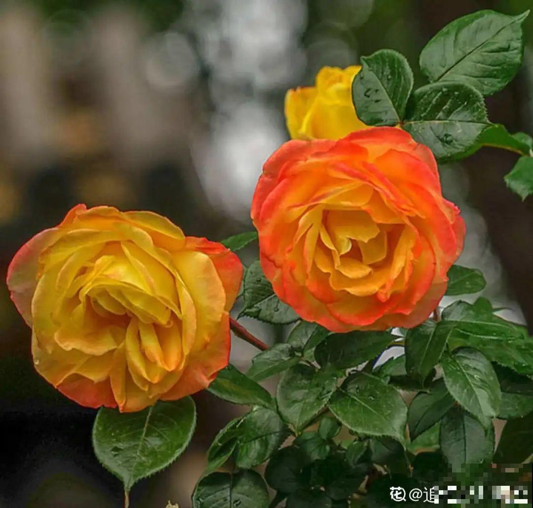 20种花,夏天这么浇水,长得快、开花多! 20种花,夏天这么浇水,长得快、开花多!