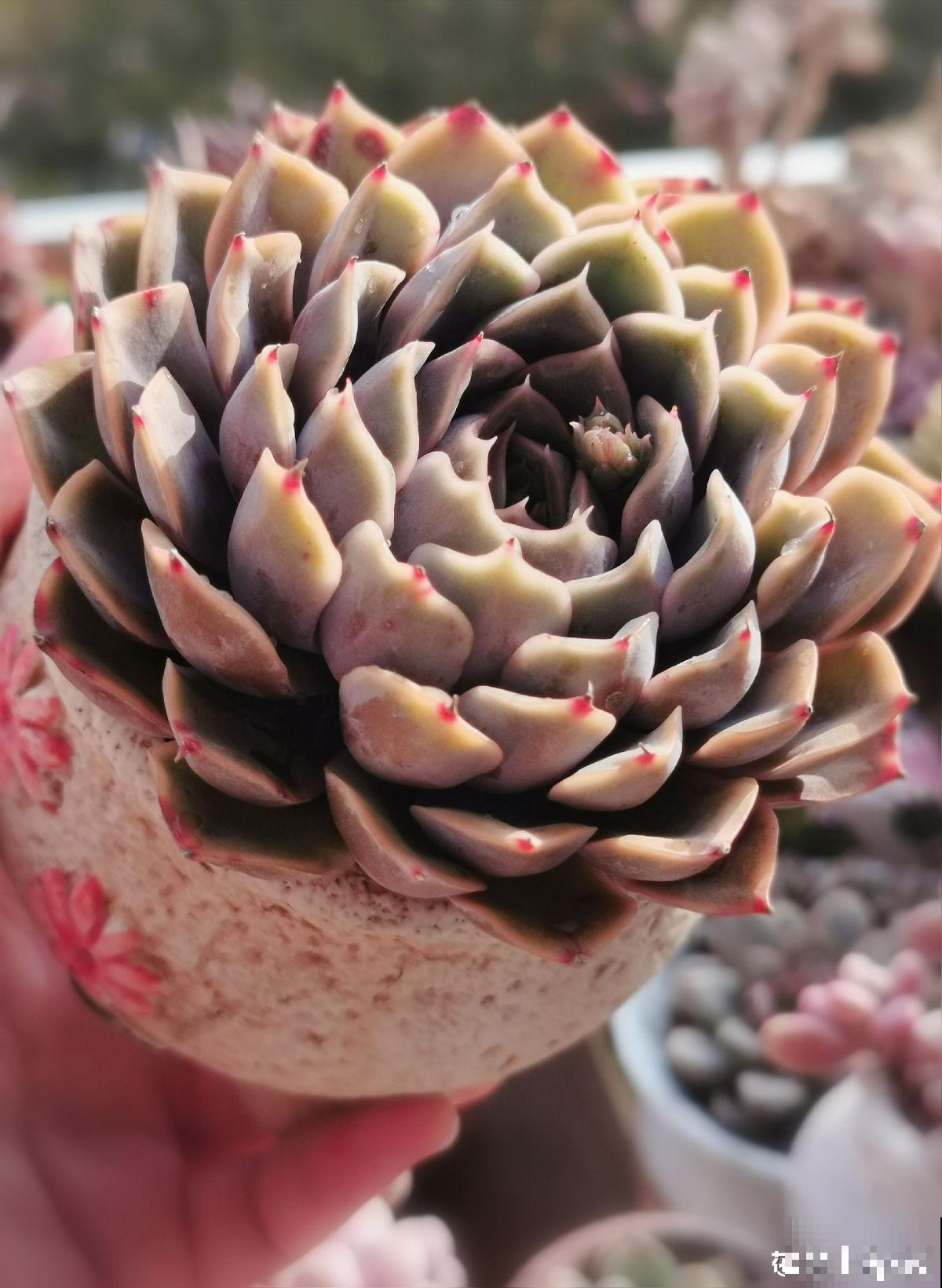 夏天的多肉也漂亮,主要得选对品种,这8种最合适 夏天的多肉也漂亮,主要得选对品种,这8种最合适