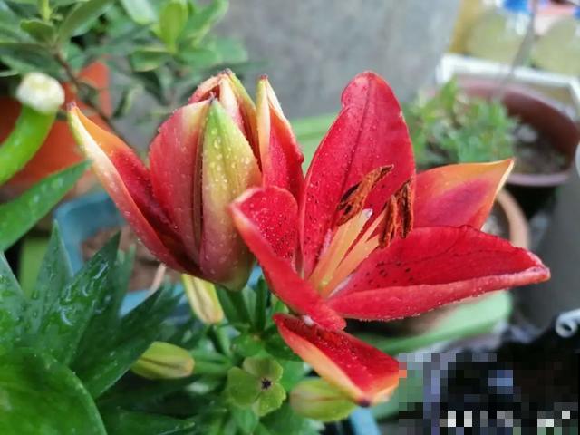 10种花，落片叶子就生根，盆里长满小崽！