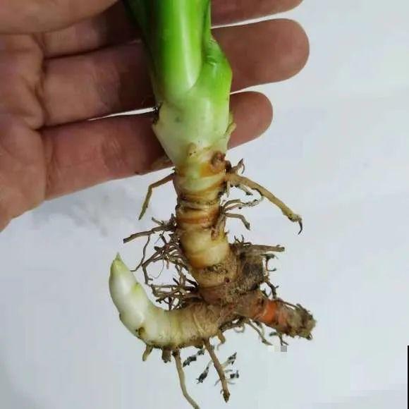 虎皮兰,红掌,吊兰养成老桩,变成大树,真壮观! 虎皮兰,红掌,吊兰养成老桩,变成大树,真壮观!