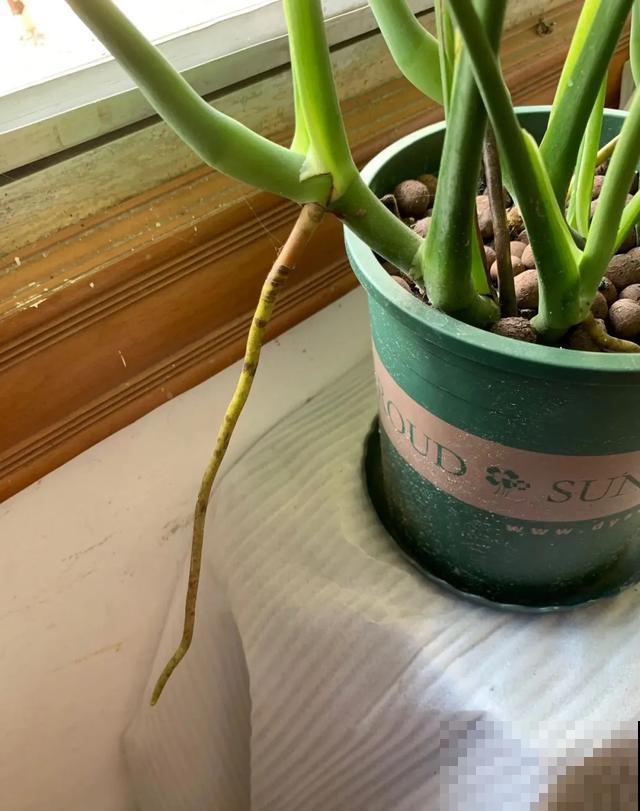 花长了“长胡须”,压土里一埋,10天就生根,特简单! 花长了“长胡须”,压土里一埋,10天就生根,特简单!