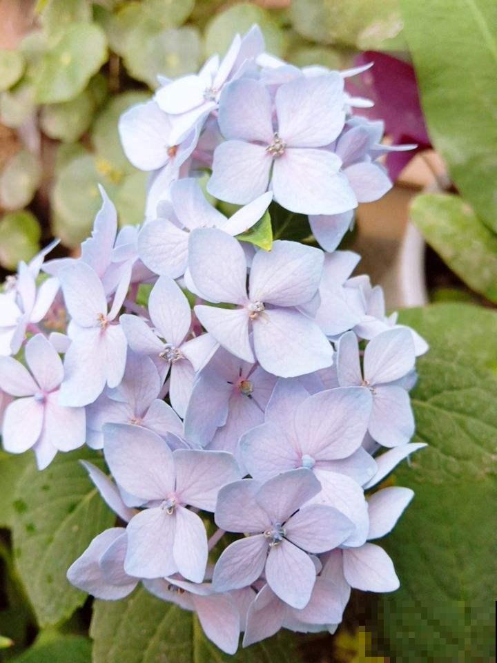 养花的10大好处,爱养花的你,一定要看 养花的10大好处,爱养花的你,一定要看