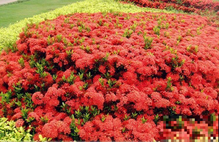 6种“红色”花,一开一大片,疯长起来拦不住! 6种“红色”花,一开一大片,疯长起来拦不住!